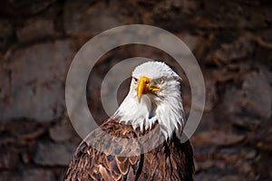 Front head shot of a bald eagle, with its snowy-feathered white head