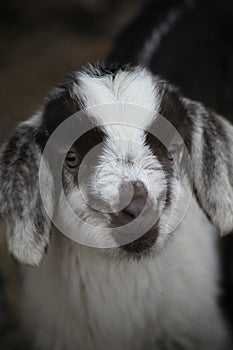 Front on head of a young baby goat