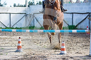 Front Horizontal View Of A Brown Horse Jumping The Obstacle
