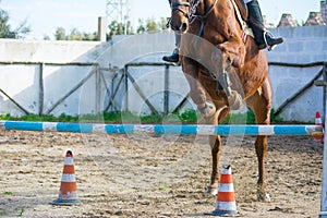 Front Horizontal View Of A Brown Horse Jumping The Obstacle