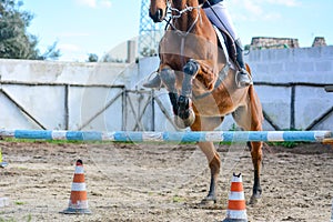 Front Horizontal View Of A Brown Horse Jumping The Obstacle