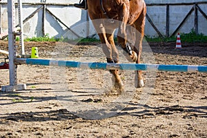 Front Horizontal View Of A Brown Horse Jumping The Obstacle