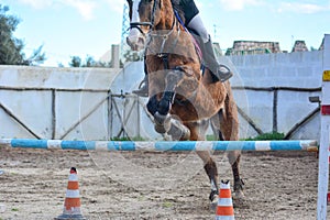 Front Horizontal View Of A Brown Horse Jumping The Obstacle