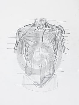 Front human muscles pencil drawing photo