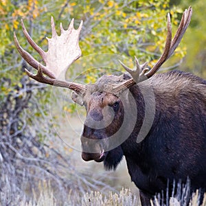 Front Image of Bull Moose