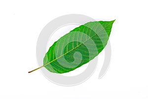 The front of Kratom leaf (Mitragyna speciosa), a plant of the madder family used as a habitforming drug photo