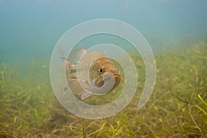 Front of a Largemouth bass swimming through the weeds in a Michigan inland lake. Micropterus salmoides