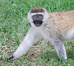 Vervet monkey walking on grass