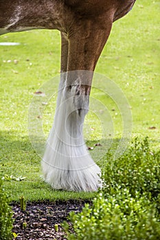 Front legs and hoofs of draft horse with white feathered feet standing on grass