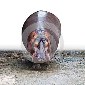 The front look of a walking hippopotamus in white background