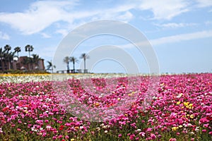 In front of me is a beautiful sea of pink flowersin Irvine, America