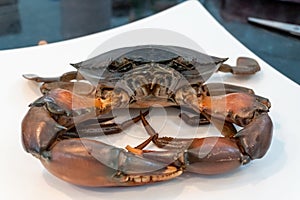 A front of mud Crab Scylla serrata on a white plate ready to cook