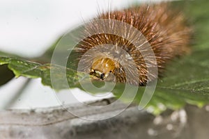 Front of an orange caterpillar