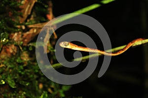 The front part of a blunt headed snake, imantodes lentiferus, with a very large eye
