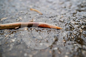 The front part of the earthworm that climbed out during the rain on the dirty earth