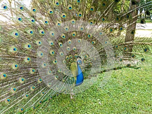 front part of male peacock with fan-shaped open feathers