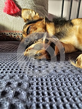 Front paw and head of a sleeping dog