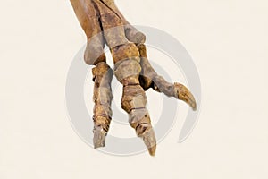 The front paw of the predatory theropod dinosaur tarbosaurus Latin: Tarbosaurus bataar is isolated on a white background.