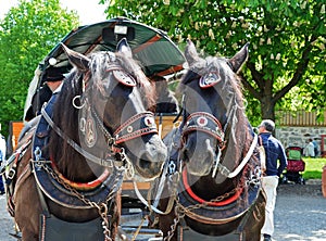 Front photo of horses harnessed to carriage