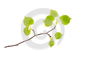 A front photo of spring linden tree branch isolated on white. Spring Easter twigs. Place for text, copyspace.