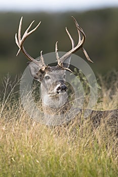 Front portrait of nice whitetail buck in tall green grass