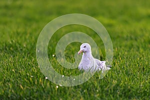 A front portrait of a white gull, mew or seagull seabird sitting in the green grass of a meadow on the countryside. The feathered