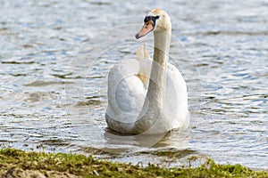 Front portrait of a white swan in water