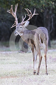 Front portrait whitetail buck with huge non typical rack