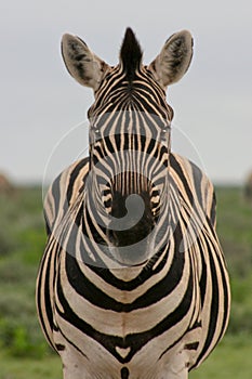 Front on portrait of wild Burchell`s Zebra Equus quagga burchellii staring at camera perfect symmetry in nature Etosha National