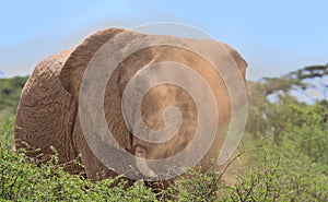 front profile of african elephant covered in a cloud of dust in the wild savannah of buffalo springs national reserve, kenya