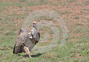 front profile of ruppell\'s griffon vulture walking on the ground in the wild buffalo springs national reserve, kenya