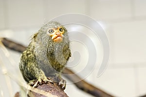 In front of a pygmy marmoset is sitting on a branch