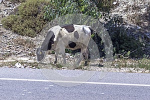 Front shoot of healthy cow near asphalt road
