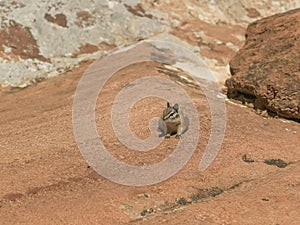 Front on shot of a chipmunk on a rock shelf at zion np