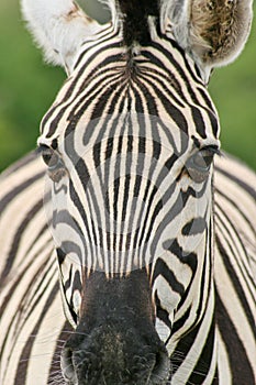 Front on shot of head and body of wild Burchell`s Zebra Equus quagga burchellii Etosha National Park, Namibia