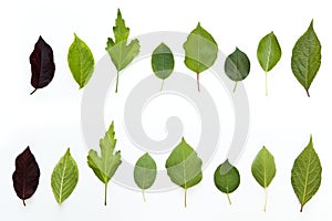 Front side and back side of different leaves on white background.