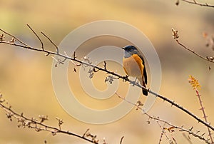 Front side of Blue-fronted redstart perching on tree stick with sharp feathers in details