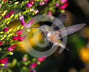 A Broad-tailed Hummingbird approaching the red buds of the Scrophularia macrantha plant photo
