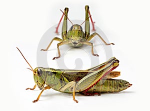 Front and side view of grasshopper