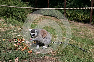 Front and side view of a katta in a zoo in germany