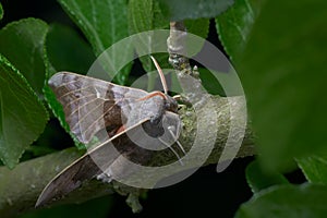 Front, side on view of a large poplar hawk moth as it rests on a thick branch, green with lichen