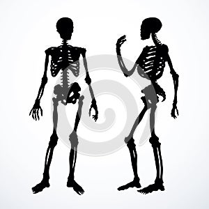 Human skeleton. Vector schematic drawing