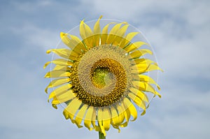 Front SunFlower Blue Sky Background