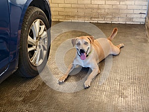 A front tire Rim showing visible damage and corrosion due to constant dog urine, with the culprit siting beside it photo