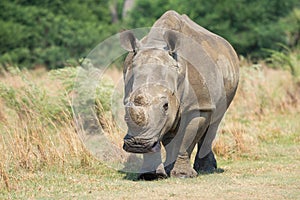 Front on to young rhino