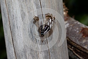 Front and top view on a lilac white sparkled falter sitting on a piece of wood with half open wings in a greenhouse in emsbÃÂ¼ren