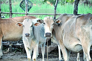A front of two cows