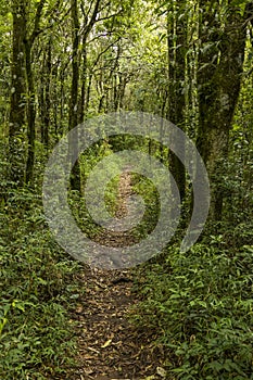 Front vertical view of a dirt track in the middle of the forest surrounded by trees