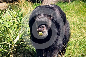 The chimpanzees, Pan, are a genus of the great ape family, Hominidae photo