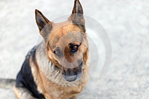 Front view of adult female german shepherd dog sitting on the ground. Adorable pet, full length, top view, copy space.